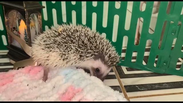 Малыши ежата, забавные колючки. смотреть онлайн