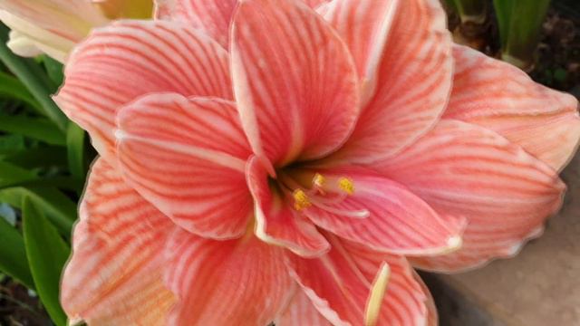 How to pollinate amaryllis flowers - Glowing Gardens смотреть онлайн