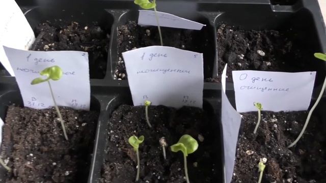 САМЫЙ ЛУЧШИЙ СПОСОБ ВЫРАСТИТЬ ГРАНАТ ИЗ КОСТОЧКИ В ДОМАШНИХ УСЛОВИЯХ ПРОВОДИМ ЭКСПЕРИМЕНТ смотреть онлайн