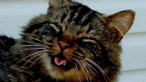Коты Прикольно Чихают! Ржач!