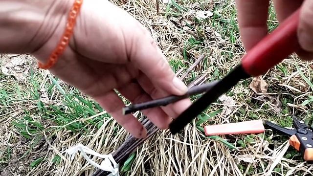 Как сделать двухсортовую яблоню//Как привить взрослую яблоню//Как перепривить плодовое дерево