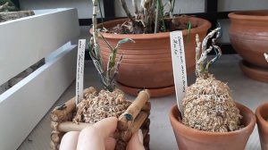 ДЕНДРОБИУМ:  обзор коллекции, период покоя и ожидаемые цветения