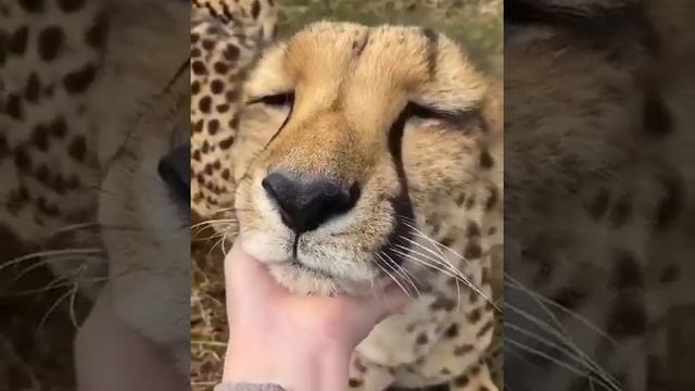 Гепард—быстрейшее из всех наземных млекопитающих: за 3 секунды может развивать скорость до 110 км/ч смотреть онлайн