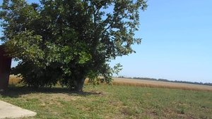 Как выглядит дерево грецкого ореха.