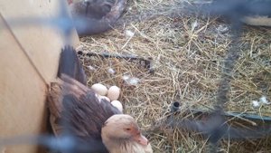 Мускусная утка. Села на яйца зимой./ Muscovy duck.  I sat on eggs in the winter. /