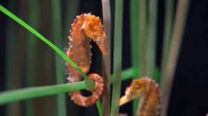 Аквариум 4к.mp4