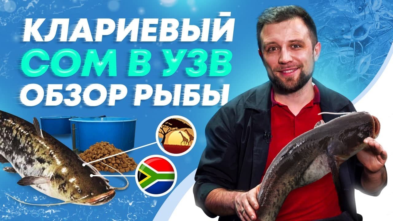 ОБЗОР рыбы – Африканский КЛАРИЕВЫЙ СОМ! Разведение африканского сома в УЗВ