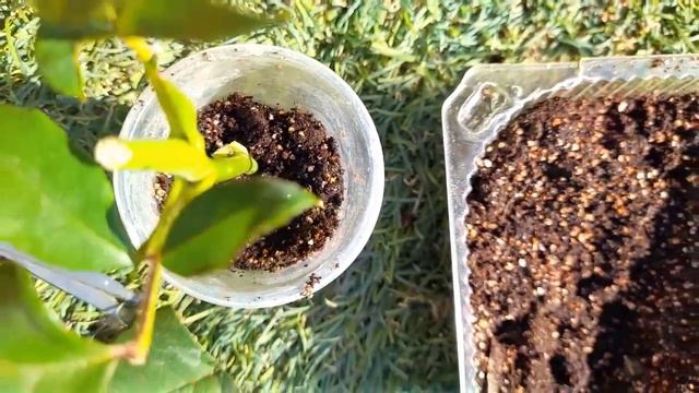 Укоринение розы.Результат 100% смотреть онлайн