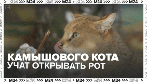 Камышового кота Заури учат открывать рот — Москва 24