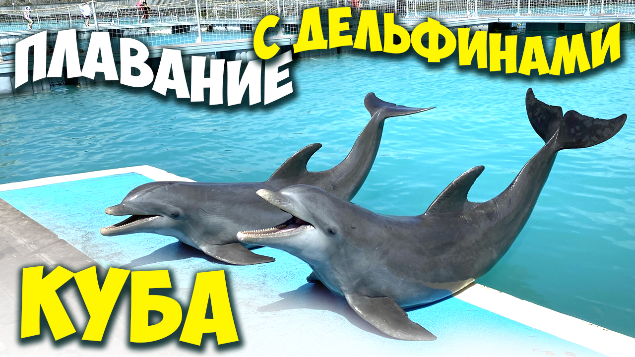 Купание с дельфинами на Кубе / Дельфины / Cuba Cayo Guillermo