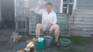 Выращивание перепелов  самцов Итог!!!