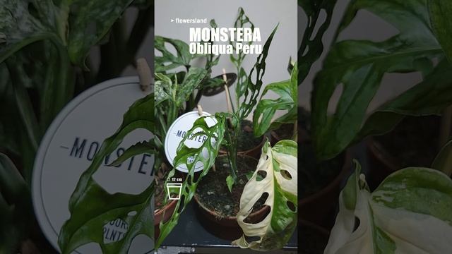 Monsteras: Adansonii Mint, Obliqua Peru, Adansonii Variegata | Монстеры:  Минт, Перу, Вариегата