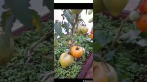 Созрел томат "Сокровище Инков"