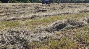 ЛТЗ-55 и МТЗ-80 согребают сено а МТЗ-82 прессует рулоны.