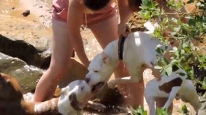 собаки вцепились  между собой 12 07 2018