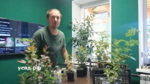 Как мы рожали с отрицательным резусом после 40