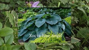 Цветение хосты. Особенности ухода за хостой во время цветения