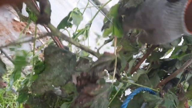 Работа на малине в теплице Англии и Шотландии смотреть онлайн