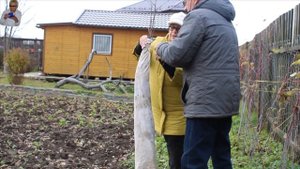 Укрываем молодые саженцы на зиму.