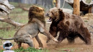 Медведь Против Льва, Кто Сильнее? Битвы Животных Снятые на Камеру