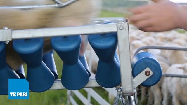 Sheep Tail Docking Equipment - Docking Iron & Tailing Chute смотреть онлайн