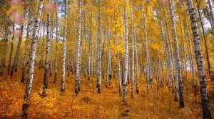 Разноцветная осень. Красивая песня про осень