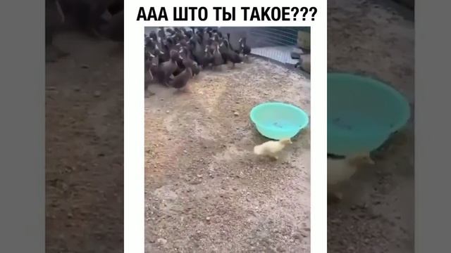 Чёрные утята испугались белого ?? #смешное видео #приколы #funny #животные #утята #птицы смотреть онлайн