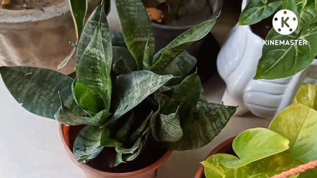 Best Ornamental & Permanent Plants For Home Garden@Gardening with geet kumar
