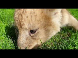 МАЛЫШИ ТАЙГАНА.  МИМИМЕТР СЛОМАЛСЯ В ТАЙГАНЕ!!!