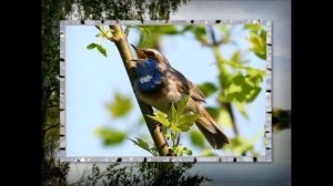 Евгений Мартынов Соловьи поют,заливаются