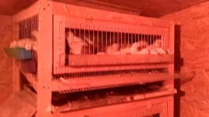 Клетки для перепелов