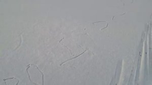 Снег не краснеет, снег всё терпит