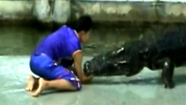 Очевидцы # Животные #