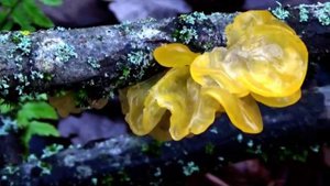 Какие Грибы Растут в Феврале   Марте  Дрожалки Оранжевые, Желтые