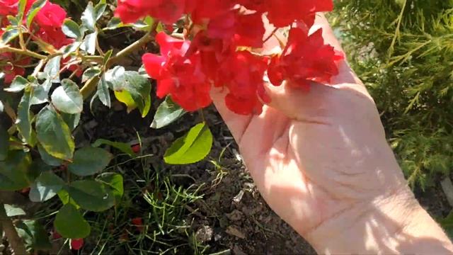 Клумба Ред Леонардо, Братья Гримм, Декор Арлекин после жары 2021 смотреть онлайн