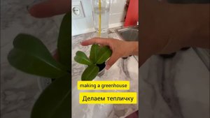 Стефанотис размножение/How to propagate Stephanotis #stephanotis #buitifulflowers#orhids #zzplant