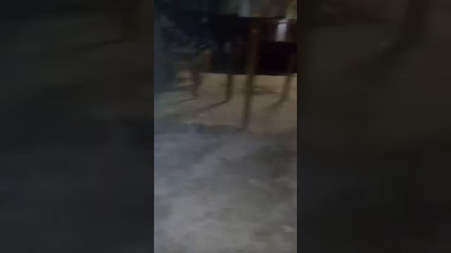 К нам пришёл ёж и теперь он живёт во дворе!!! смотреть онлайн