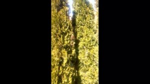 Защита от вредителей.ФЕЙРИ И ЕГО ДЕЙСТВИЕ НА ВРЕДИТЕЛЕЙ РАСТЕНИЙ.