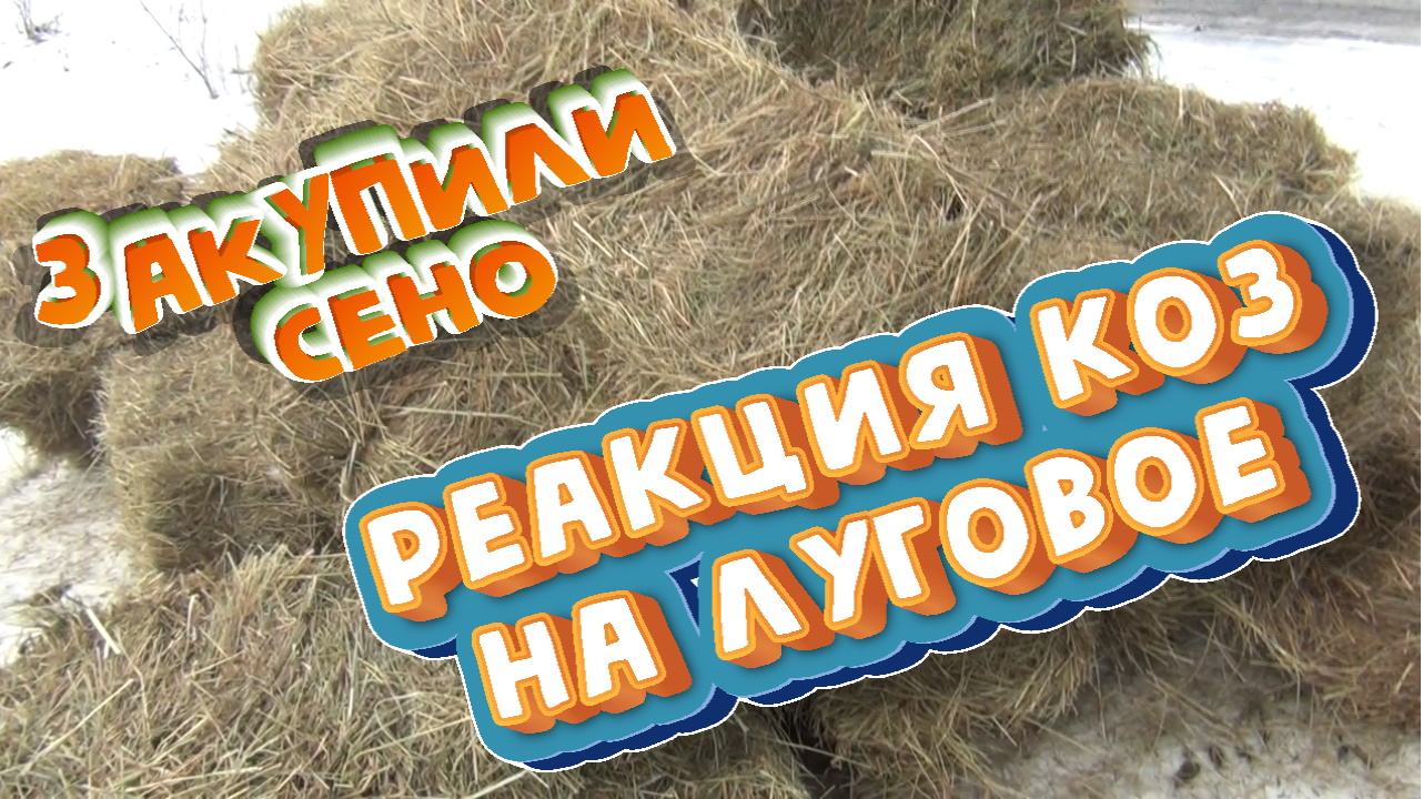 Закупка сена для камерунских коз. Жизнь в деревне