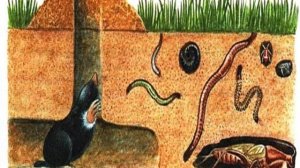 3 класс 3 четверть Естествознание урок 1 Что такое почва.