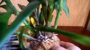 Дендробиум Рой Токунага . 04.февраля 2020г.