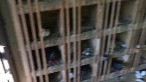 #Pigeons.Линька у голубей.