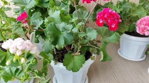 Герань с Бархатными Лепестками, Flower Fairy Velvet