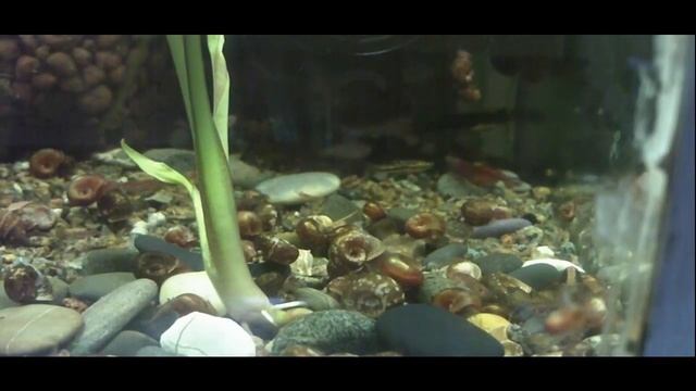 Старый аквариум смотреть онлайн