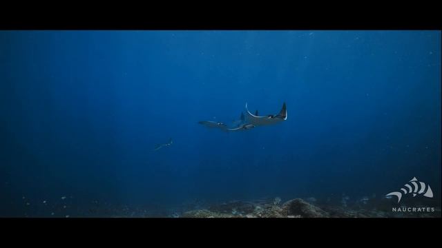 Canon C70 Underwater Reel 4K UHD | NAUCRATES UW Filmmaker смотреть онлайн