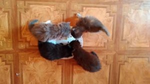 #Кошачьи детеныши. Таня, Шеба и Бася.