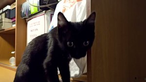 Похождения кота.