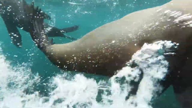 МОРСКИЕ КОТИКИ резвятся в ВОДЕ! смотреть онлайн