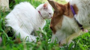 Приготовление фаршированной баранины   на костре Азербайджанская Кухня Деревенская Кухня  Рецепты