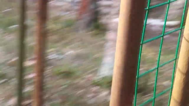 Поиск в лесу возле лагеря и в самом пионерском лагере.Монетки есть. 19.11.23. смотреть онлайн